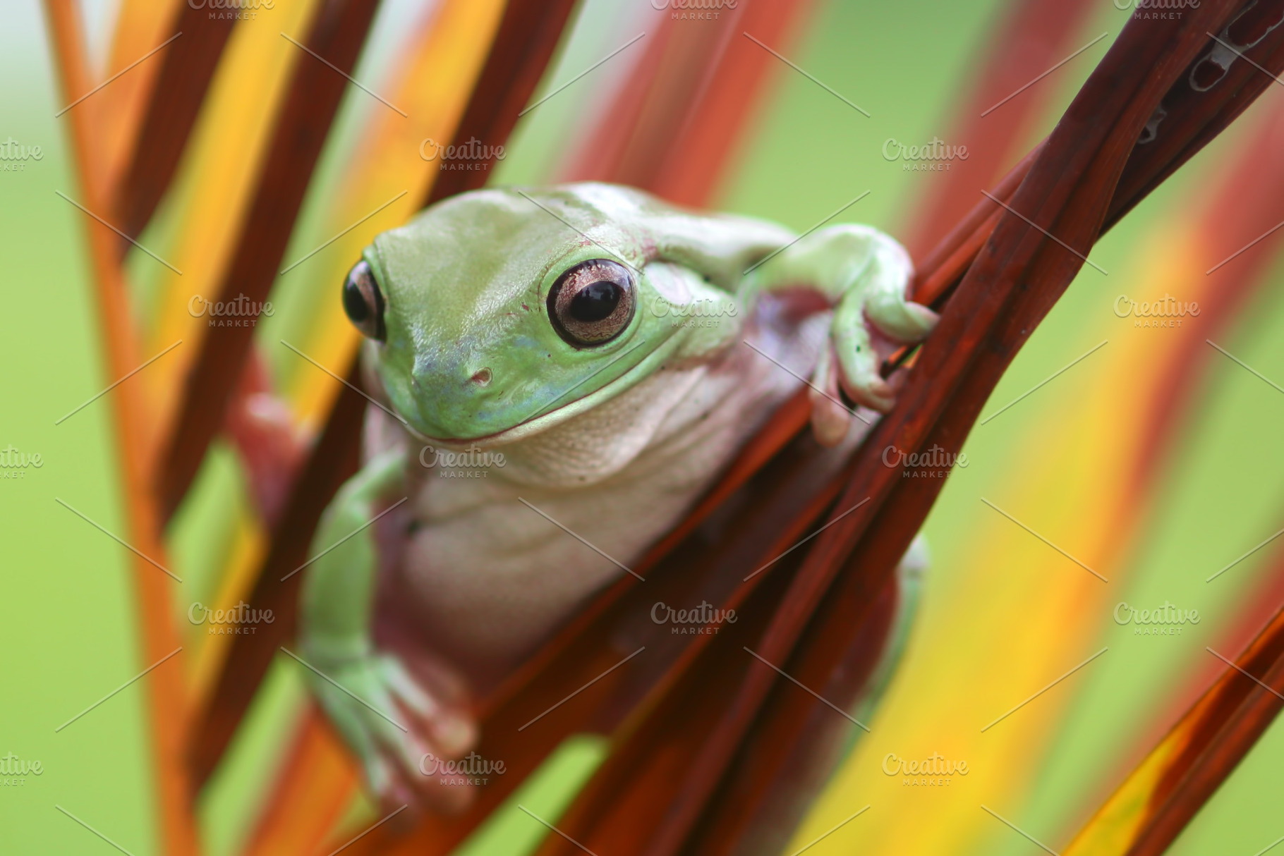 Frog tree frog dumpy frog animal featuring frog, tree frog, and dumpy frog, an Animal Photo by roni kurniawan