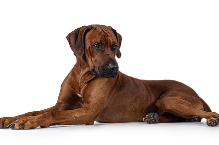 Rhodesian Ridgeback dog on white background, an Animal Photo by Cat'chy Images by Nynke