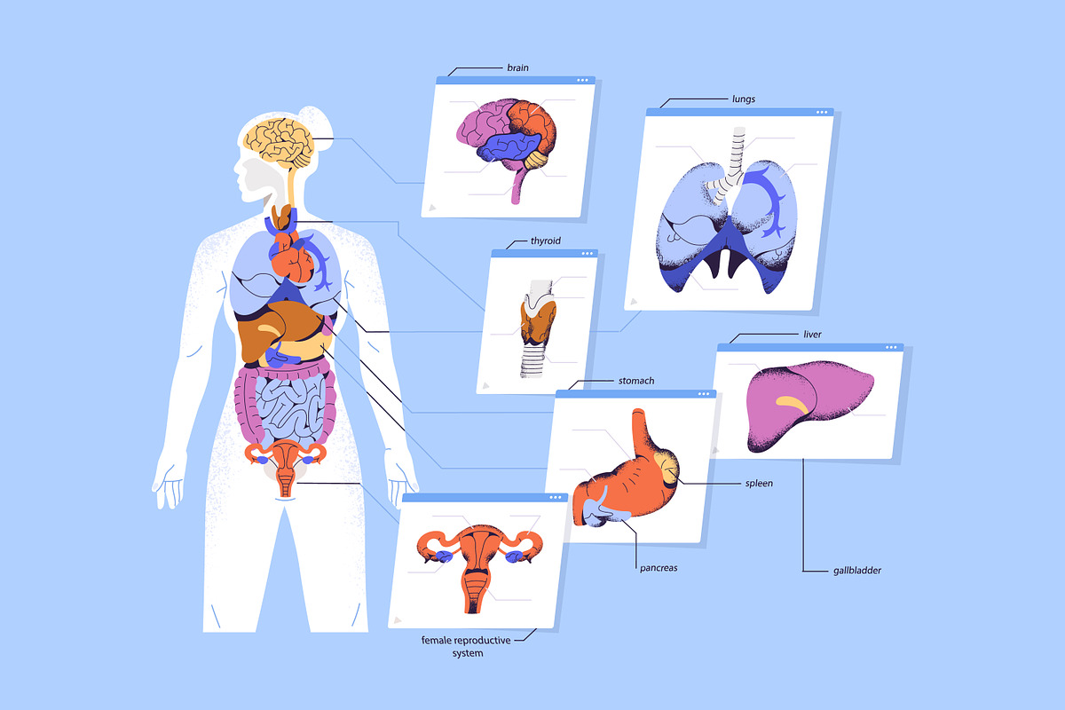 Human body anatomy diagram, a Healthcare Illustration by PaperTrident (Photo 3 of 3)