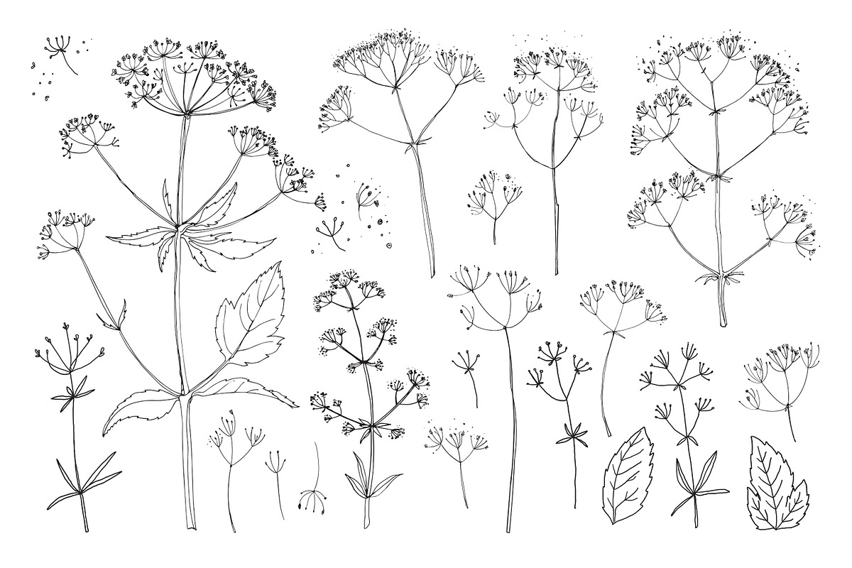 Wildflowers and herbs line sketch, a Decorative Illustration by irina.vaneeva (Photo 5 of 10)