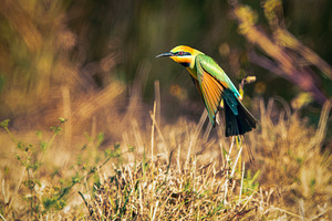 Rainbow Bee-eater