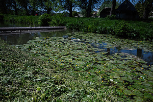 Beautiful natural pond surrounded by lush green vegetation and blooming yellow, a Photo by AS photostudio