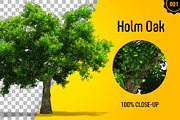 CUT OUT TREES - 60 PCS BUNDLE, a Packaging Mockup by 3DSTORE (Thumbnail 2 of 63)