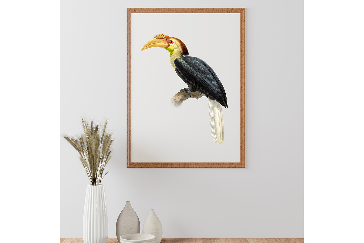 Vintage hornbill illustrations, an Animal Illustration by Natalka Dmitrova art (Photo 9 of 17)