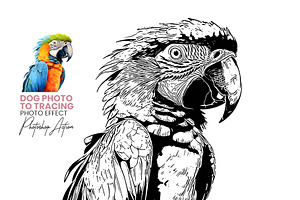 Animal Photo to Tracing, an Action Add-On by MRI STUDIO