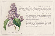 Myrtle Aroma Handwritten Script, a Handwritten Font by AnMark (Thumbnail 3 of 17)