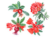 Pomegranate, an Illustration by Watercolor life (Thumbnail 2 of 6)