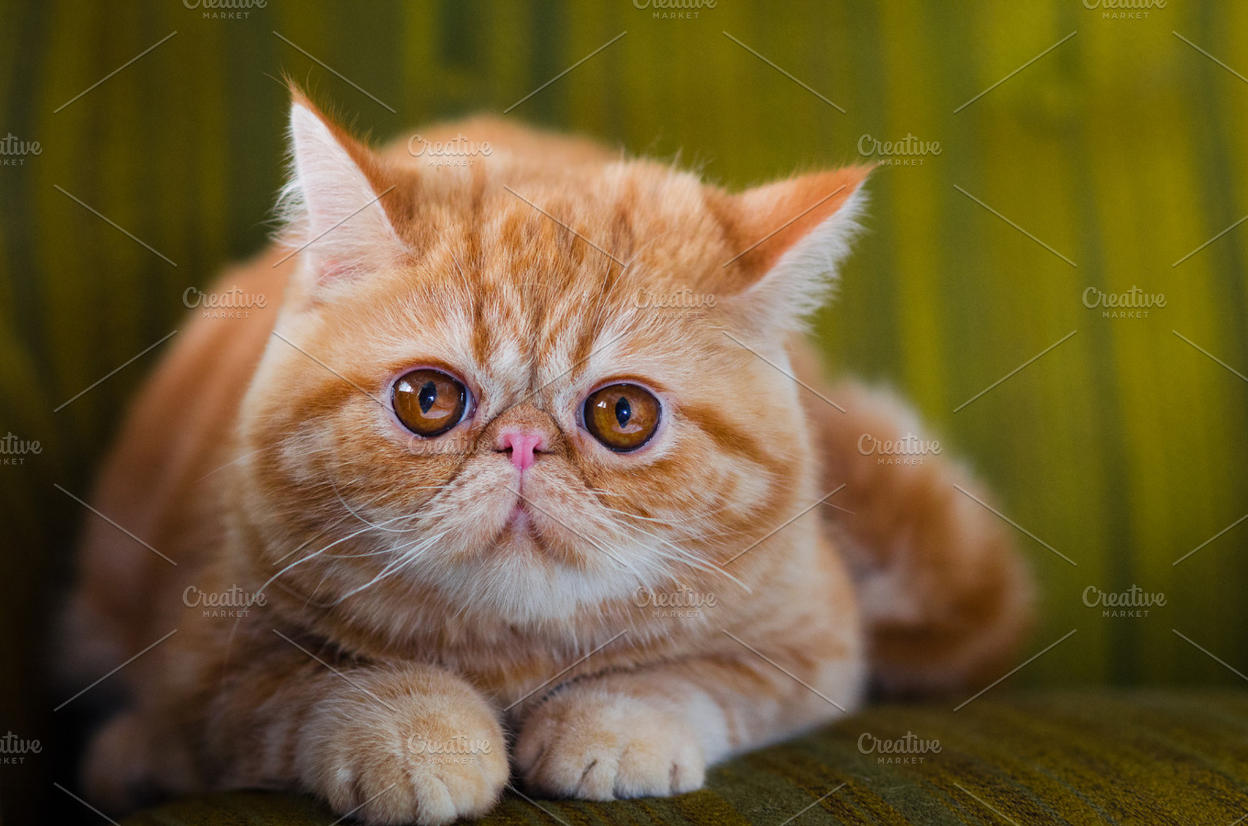 Tabby Red Exotic Cat 1