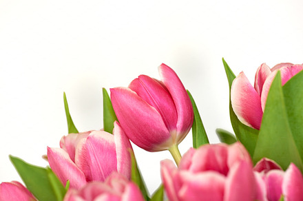 Red tulips, a Photo by Peopleimages.com