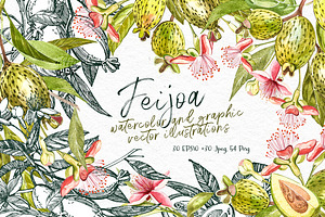 Feijoa Graphic & Watercolor clipart