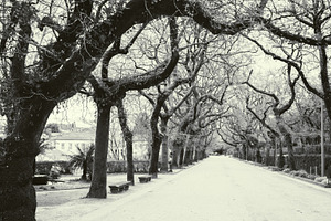 Empty park alley, bare twisted trees, an Architecture Photo by SkyNext