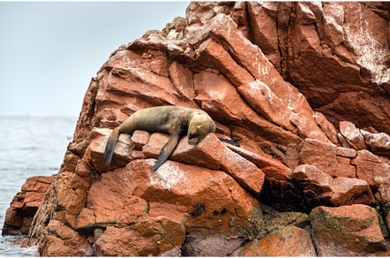 Sea lions resting on the stones in, an Animal Photo by Leonid Andronov