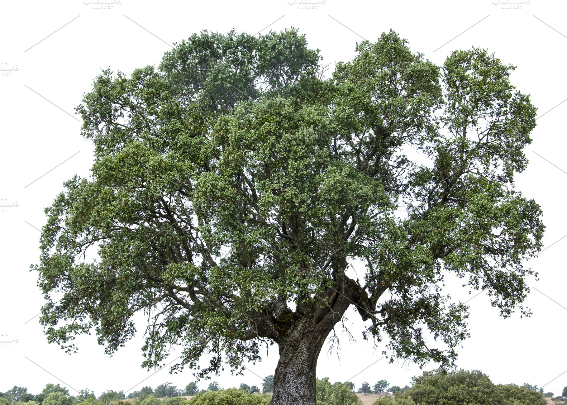Isolated oak tree in field, a Nature Photo by DanFLCreativo