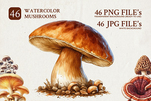 46 Watercolor Mushroom Illustrations