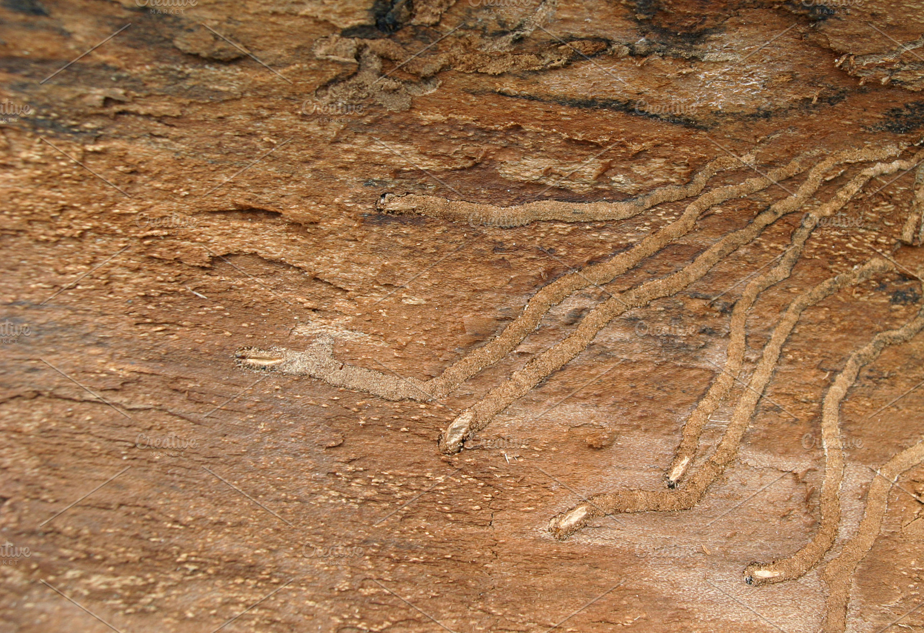 Track of the bark beetle, a Photo by saiko3p