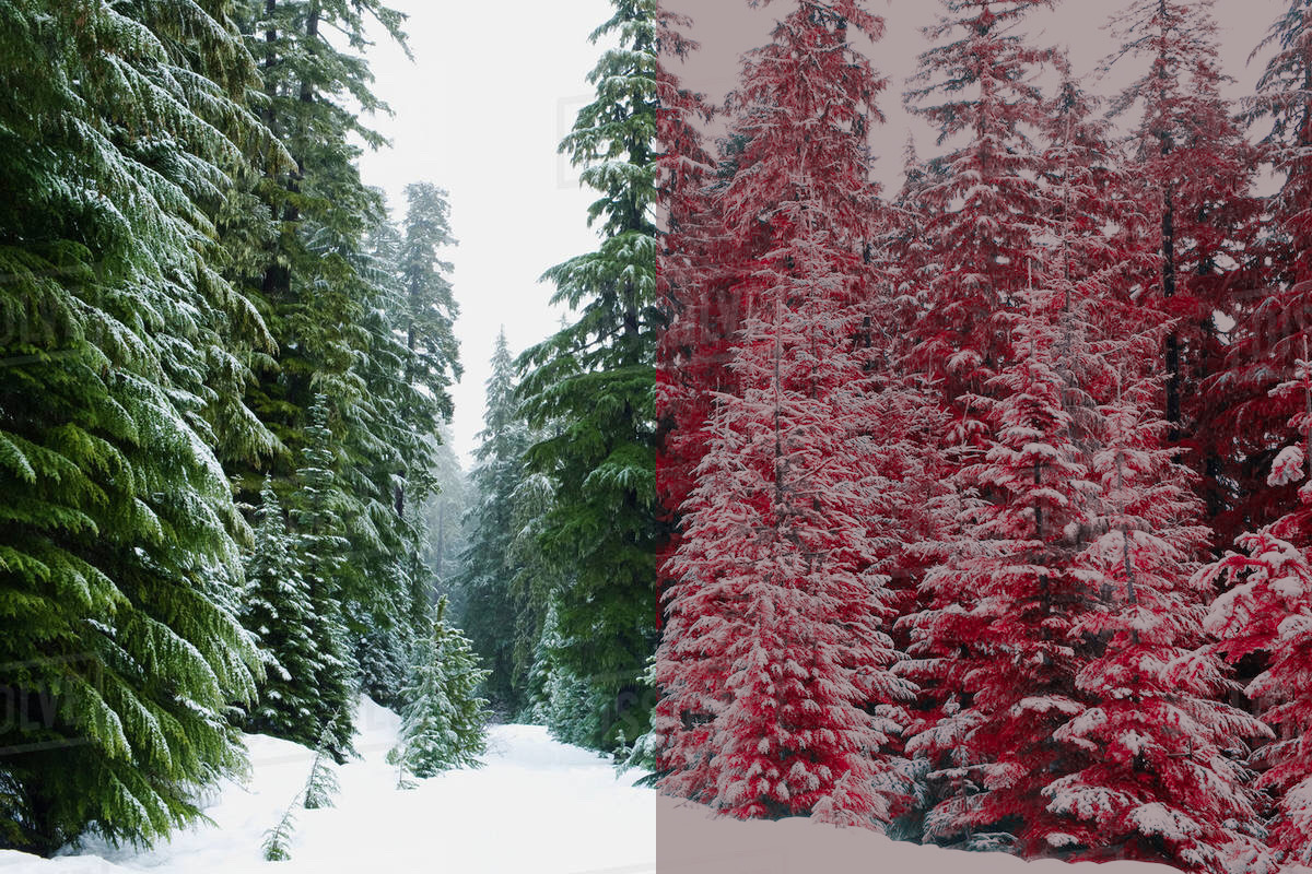 454 Infrared Fantasy Pro LUTs, a Preset Add-On by ShutterPro (Photo 27 of 48)