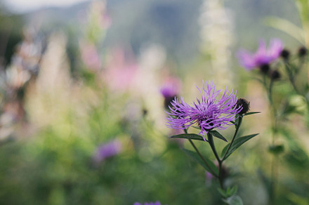 Beautiful purple wildflowers in meadow on mountain hills. Knapwe, a Nature Photo by Sonjachni