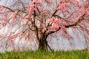 Cherry Blossom Landscape 5 Photos, a Nature Photo by Silent Nature (Thumbnail 4 of 6)