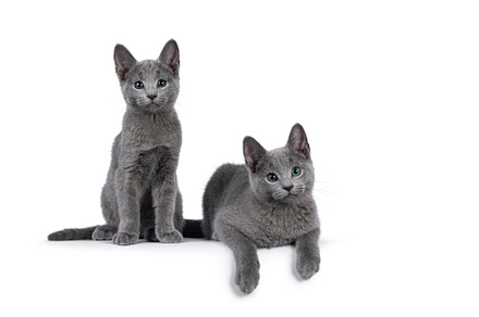 Russian Blue kitten on white background, an Animal Photo by Cat'chy Images by Nynke