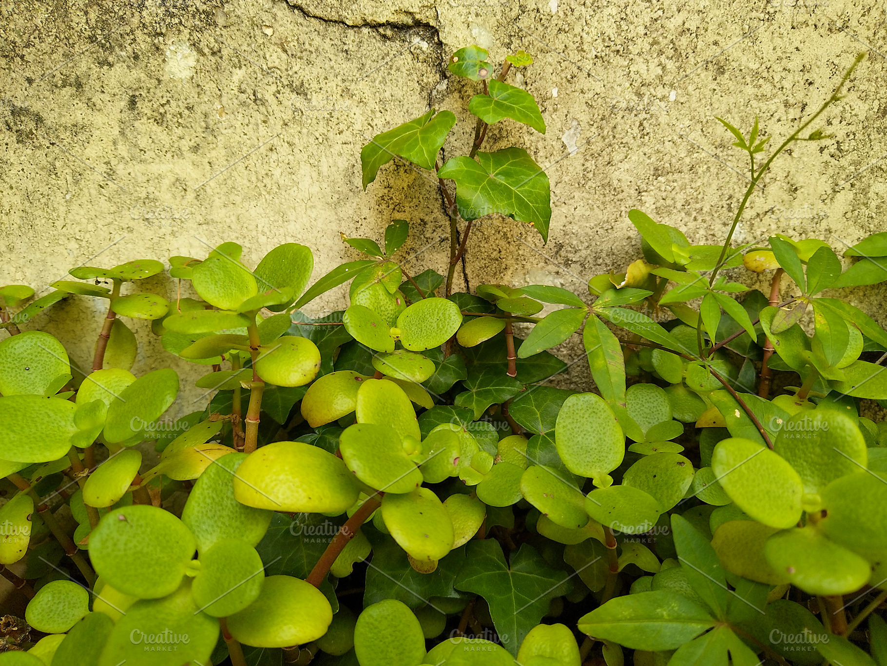 Climbing vine and foliage against yellow wall, a Nature Photo by DanFLCreativo
