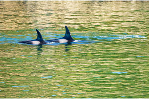 Pair of orca whales swimming in the, an Animal Photo by Backyard Stock