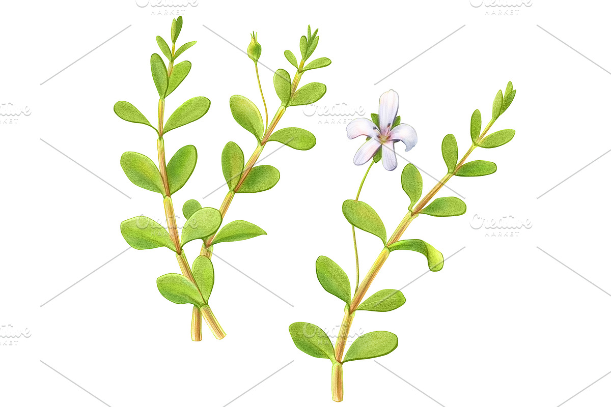 Bacopa Botanical Illustration Set, an Illustration by Anna Repp Illustration (Photo 5 of 7)