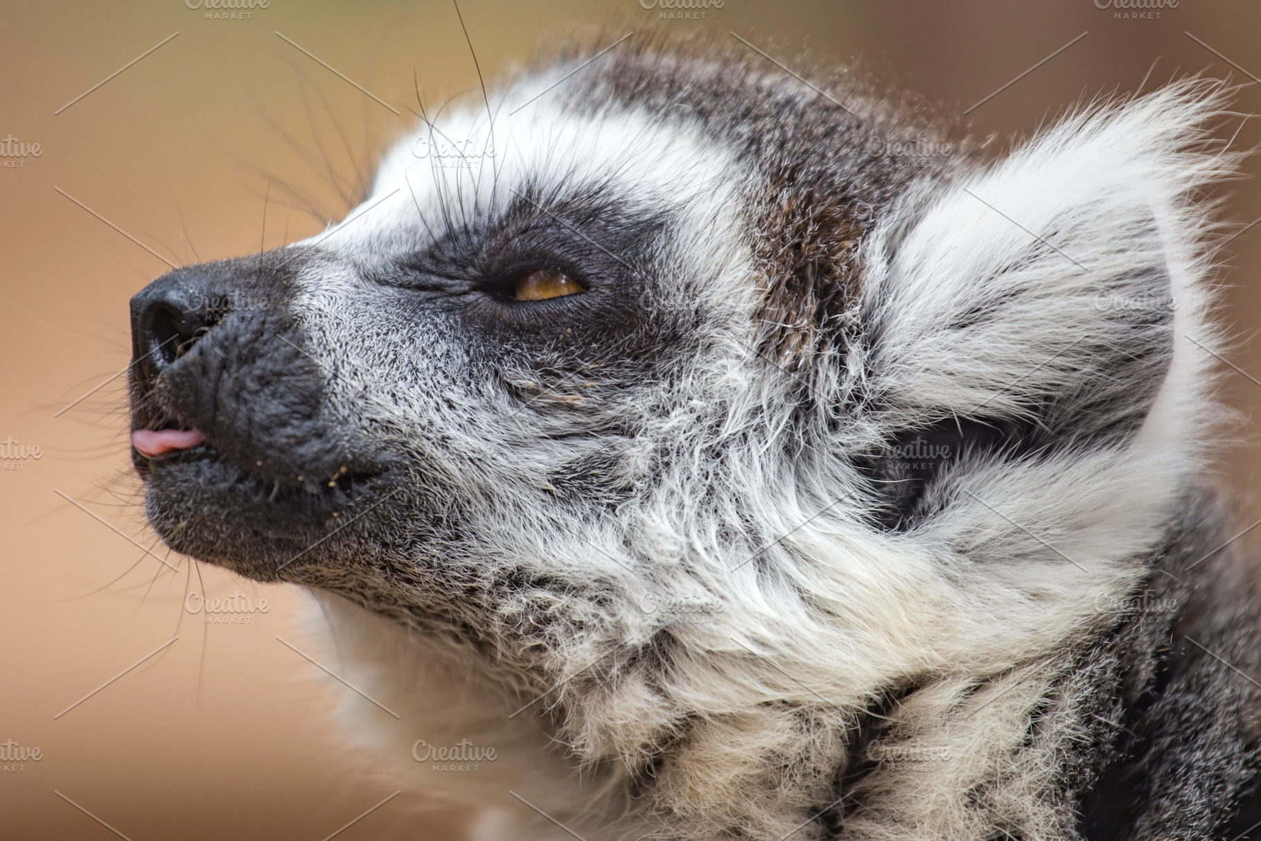 Lemur from Madagascar, a Photo by Pictures for you!!!!!!!!!