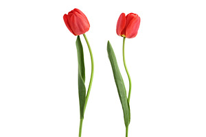 red tulips isolated on white