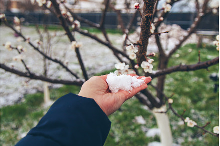 Trees bloom snow spring. Selective, a Nature Photo by yanadjana