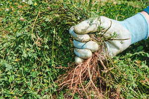 farmer man weeding a field by hand, banner, a Photo by Nito