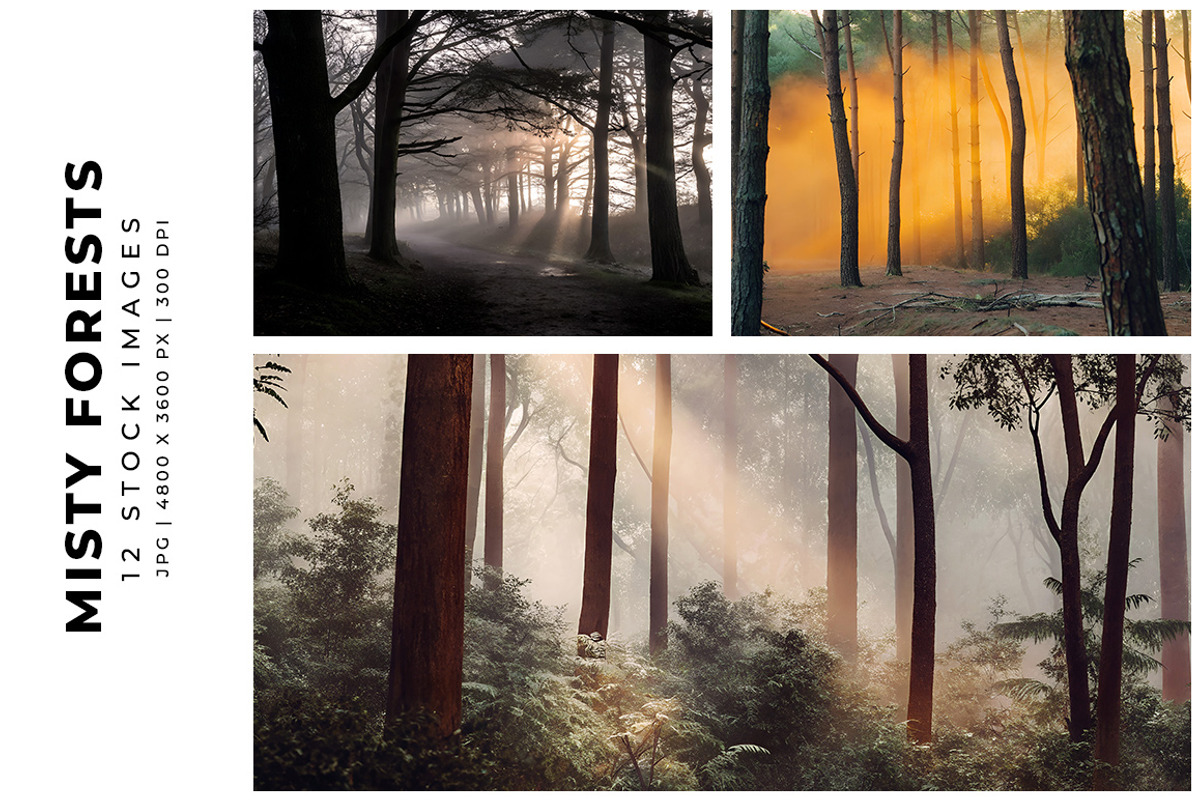 Misty Forests, a Nature Photo by Digital Art Creations (Photo 3 of 5)