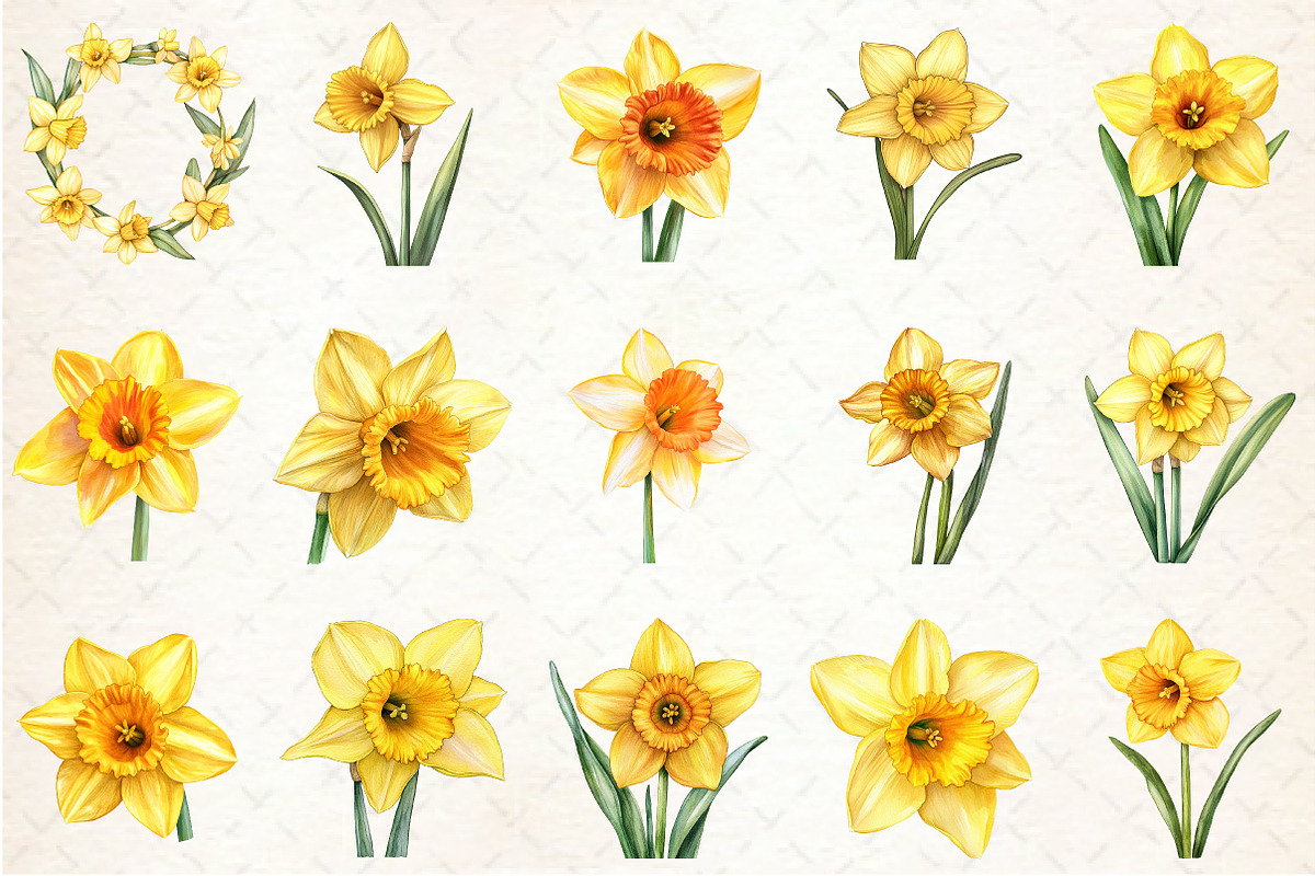 Daffodil Flower Bloom Clipart, an Illustration by Rose Art (Photo 2 of 6)