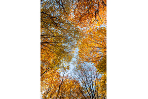 Yellow autumn leaves against clear, a Nature Photo by Nature and travel