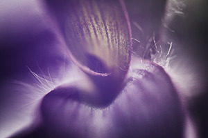 Artistic macro shot of a purple Tradescantia pallida leaf. Dreamy close-up with, a Photo by Rohan Photography