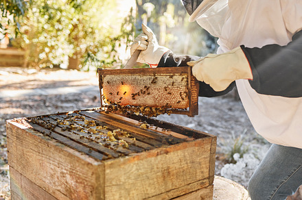 Sustainability, beekeeping and nature, beekeeper with honeycomb in backyard bee farm. Farming, bees and agriculture, eco friendly honey manufacturing industry and safety for sustainable bee farmer., a Photo by Peopleimages.com