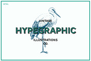 Birds Vintage Vector Illustrations, an Illustration by hypegraphic (Thumbnail 4 of 4)