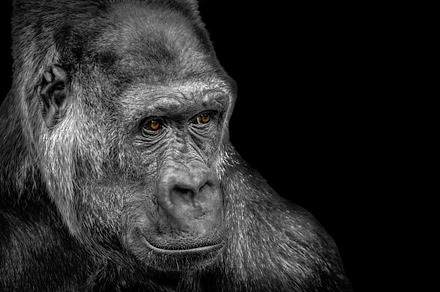 Silverback gorilla stock picture