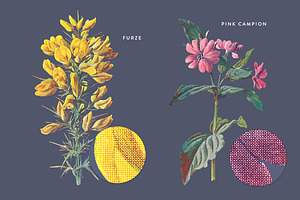 Vintage Flower Illustrations Bundle