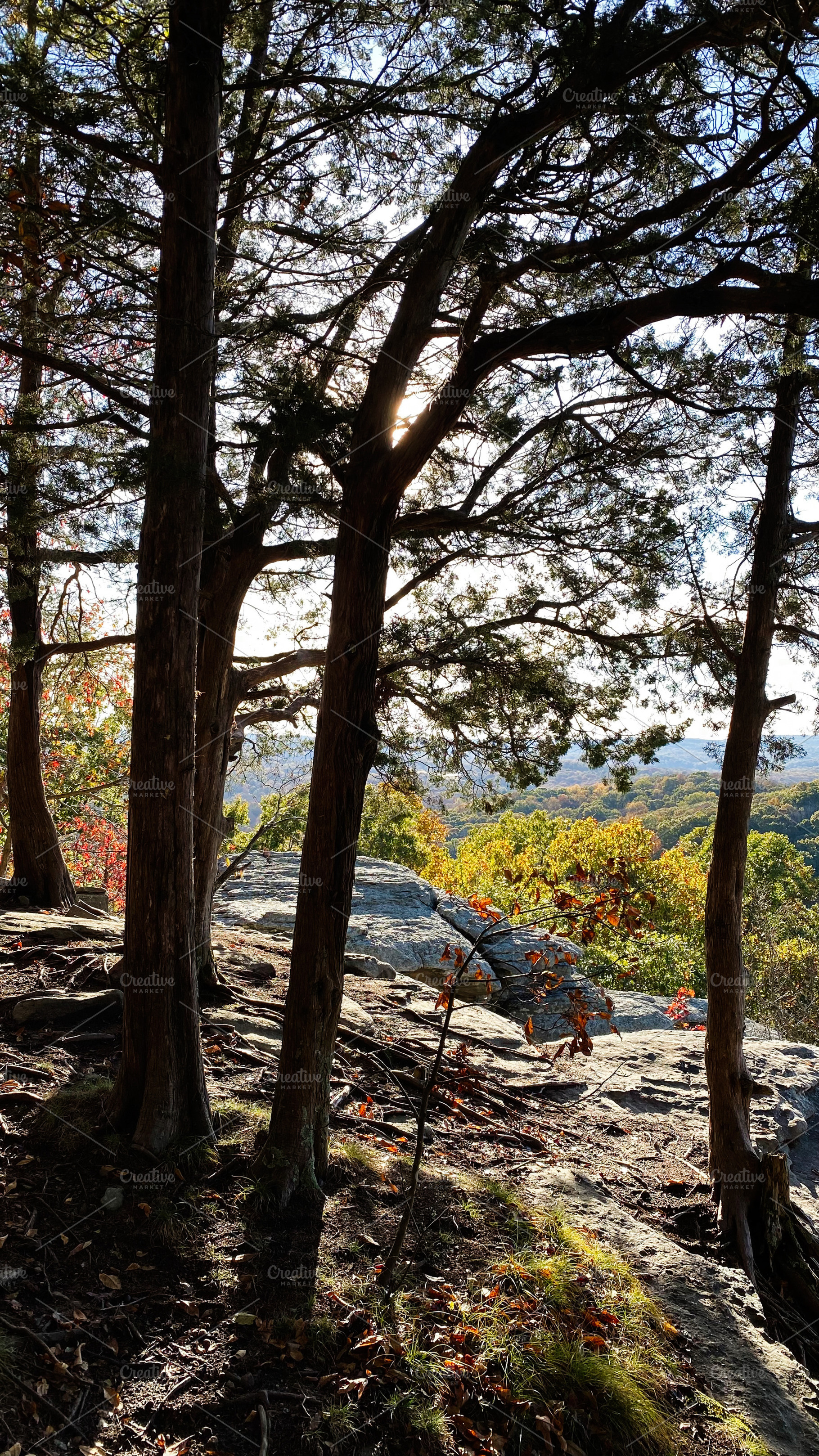 Sunlit overlook among trees on a rocky cliff at Garden of the Gods, Colorado Sp, a Nature Photo by AS photostudio