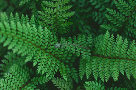 Closeup Photo of Green Ferns