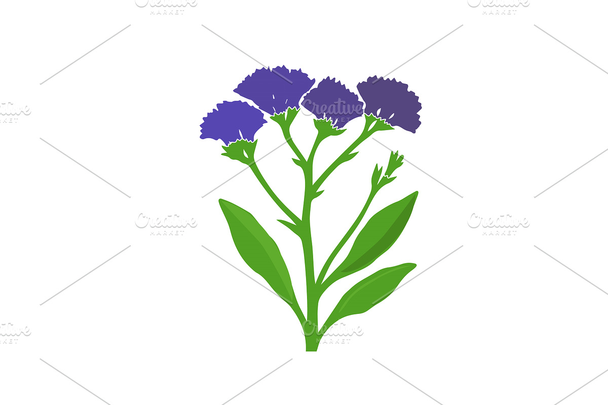 Perez's sea lavender (Limonium, an Object Illustration by Nenahliadava Design