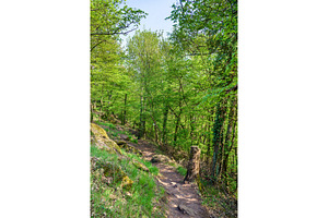 The palatinate forest in spring germany containing palatinate, forest, and, a Nature Photo by Leonid Andronov