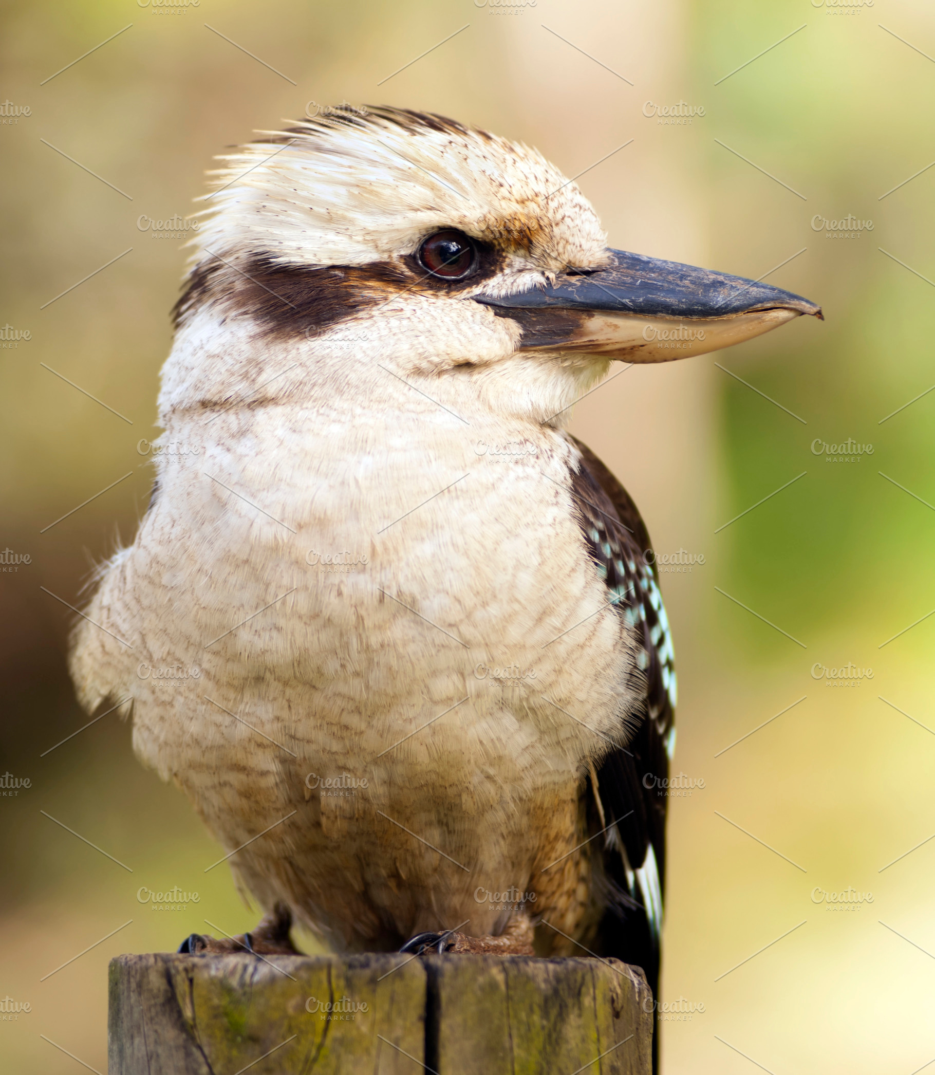 Kookaburra, an Animal Photo by THP Creative
