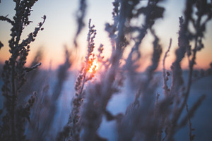 Winter sunrise - Frosty morning