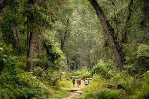 Children explore a lush forest, a Photo by Pavel_design