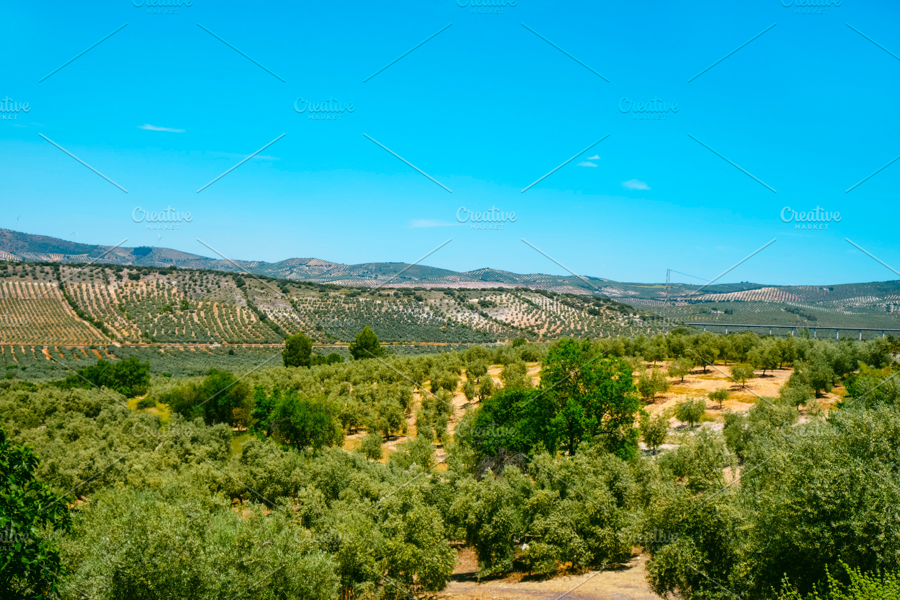 fields of olive trees in thhe province of Malaga, a Photo by Nito