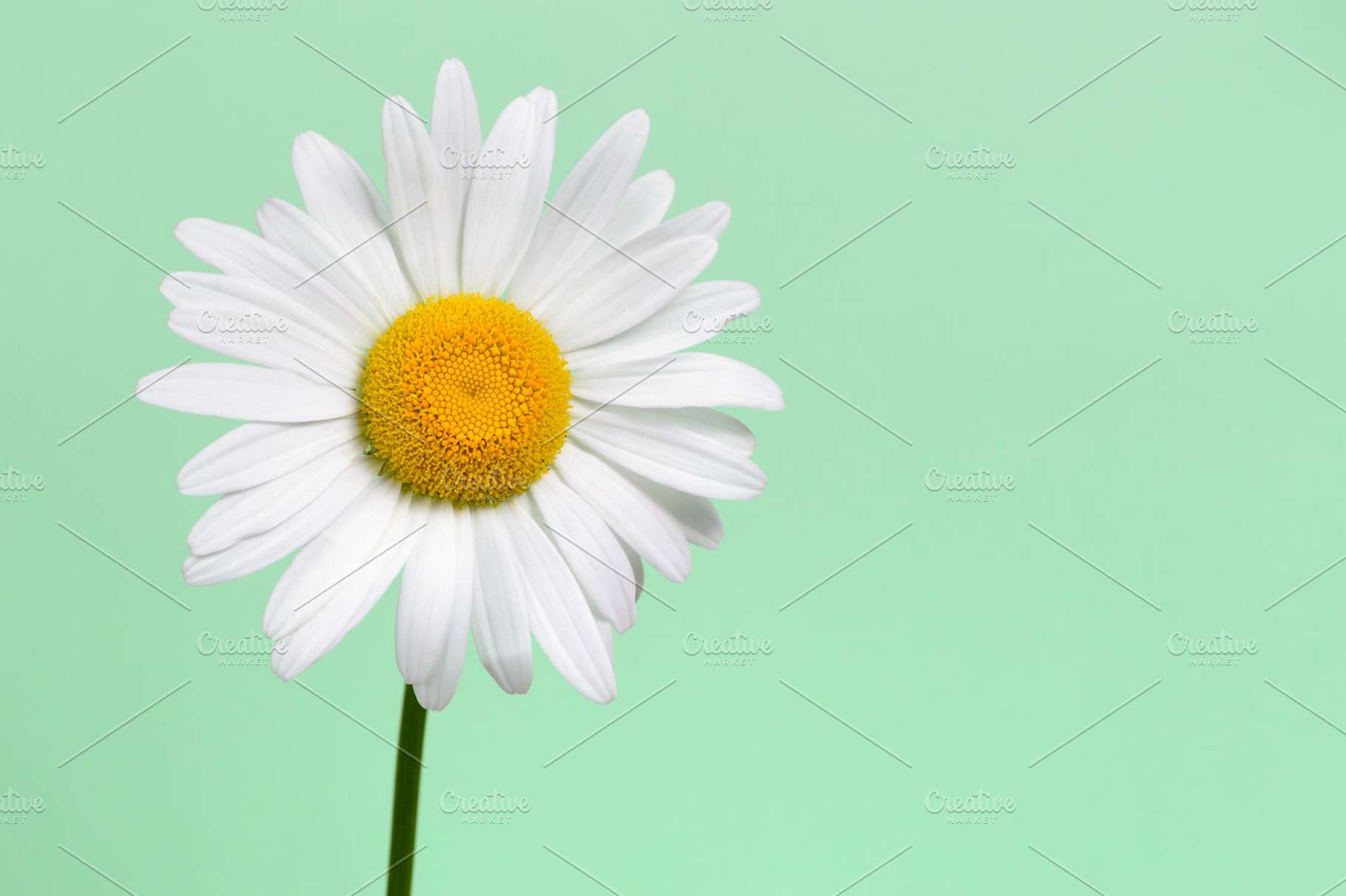Daisy Flower Closeup