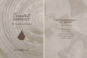 Shell Imprint textures, a Background Graphic by DigARTbyHavroshka (Thumbnail 7 of 12)