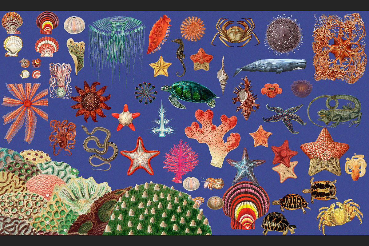 Sea World Vintage Illustrations, an Object Graphic by Lilithcollageart (Photo 2 of 7)