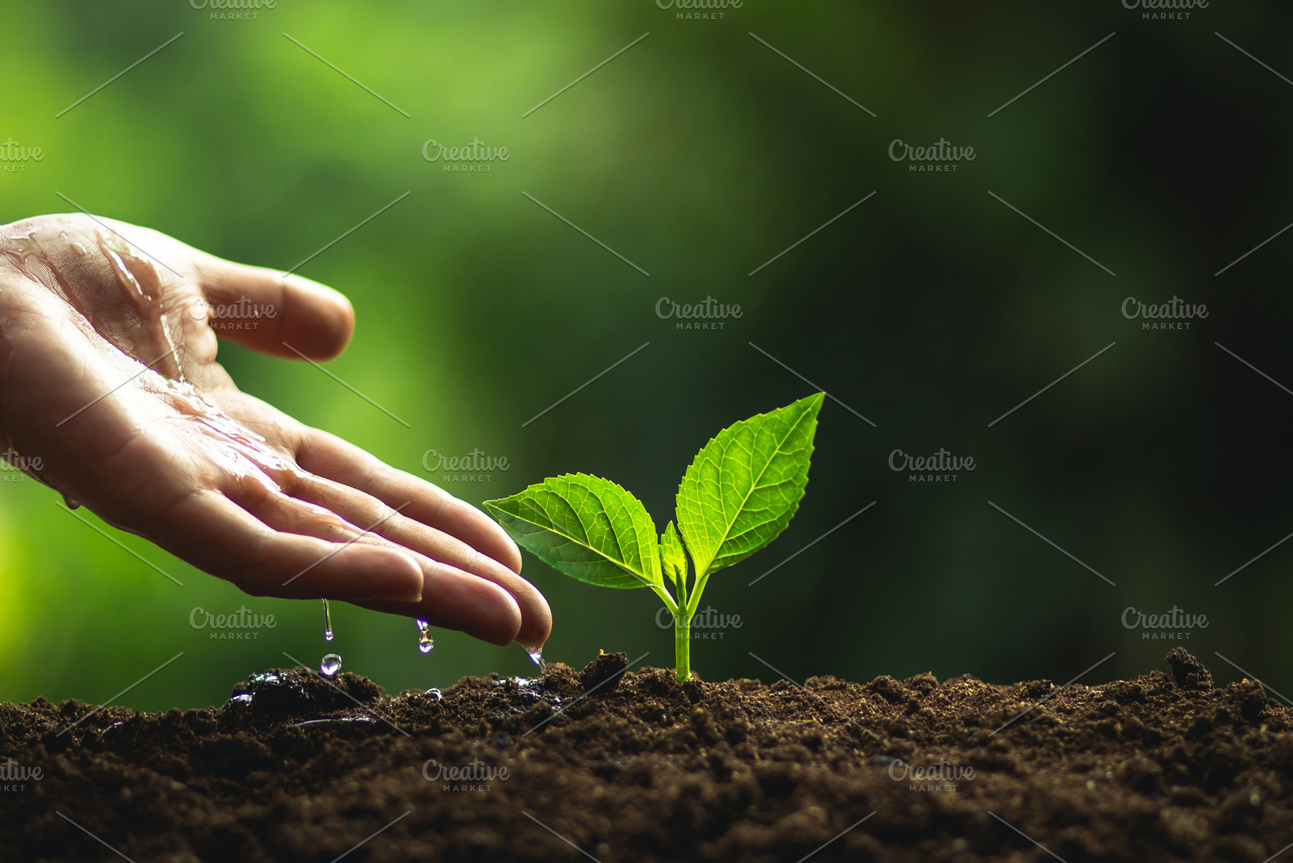 Plant, a Photo by Art Rachen